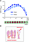 S. epidermidis in vitro biofilm formation under influence of PSMβ peptides.