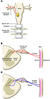 Anatomy of nociceptors.