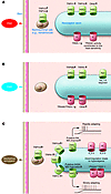 Known or proposed transduction mechanisms in uninjured mammalian nociceptor