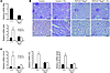 Diminished TIF following FA injection in tubule-specific Rbpj knockout mice