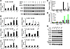 TGF-β1 activates Notch signaling, and Notch plays a role in EMT of cultured