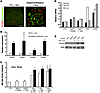 TEC expression of Notch induces cell proliferation in vivo and in vitro.