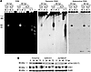 dl922-947–induced genomic DNA damage causes Chk1 phosphorylation.