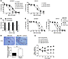 UCN-01 increases dl922-947 activity in vitro and in vivo.