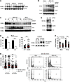 Cdc25A is a key regulator of adenovirus cytotoxicity.