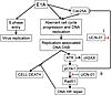 Proposed mechanism for role of DNA damage and Chk1 inhibition in dl922-947