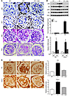 Characterization of PcKOTsc1 mice.