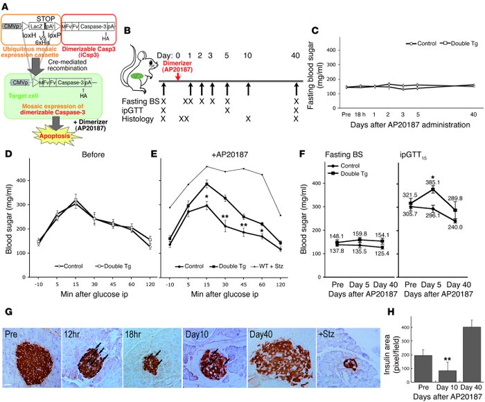 Mosaic ablation of pancreatic β cells led to impaired glucose tolerance....