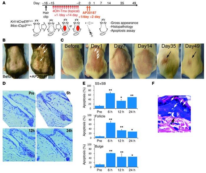 In vivo ablation of skin cells in Krt14-CreER;Mos-iCsp3 double transgeni...