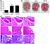 Pathological investigations of mice challenged with WCH43 and ΔglpO.