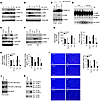 Mouse peritoneal macrophage IgE (SPE-7) responses.