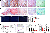 IgE-induced human macrophage apoptosis and cytokine production.