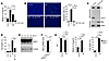 NHE1 activity–dependent mouse peritoneal macrophage cytokine production and