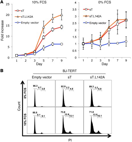 MCV sT promotes serum-independent human BJ-TERT cell proliferation.
(A) ...