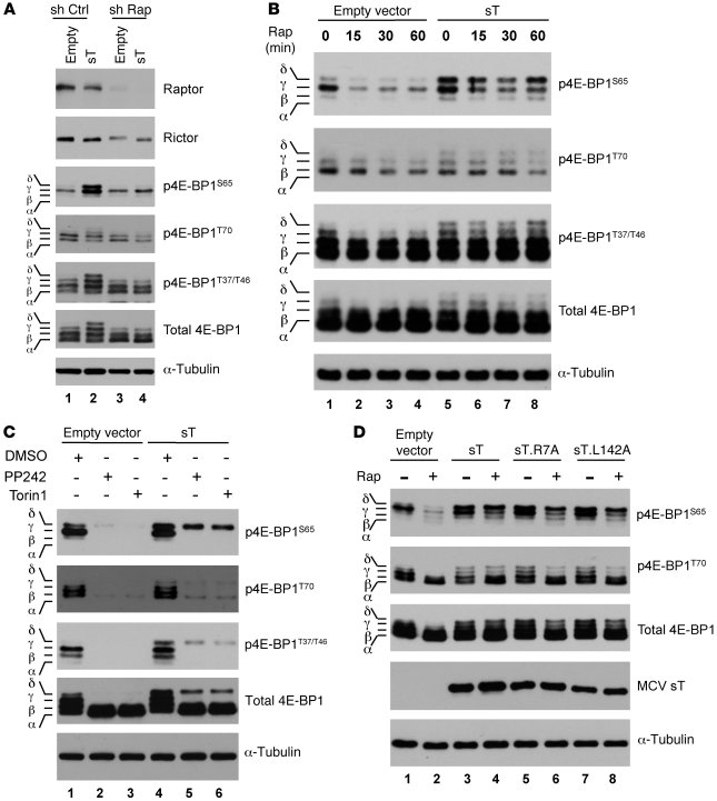 MCV sT promotes 4E-BP1 S65 hyperphosphorylation and cap-dependent transl...