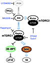 Akt-mTOR pathway.