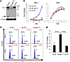 MCV sT expression is required for growth, but not survival, of MCV-positive