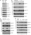 MCV sT promotes 4E-BP1 S65 hyperphosphorylation and cap-dependent translati