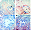 Immunohistochemical localization of nicotinic receptor subtypes in 134-day