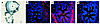 (a) Receptor autoradiography showing binding (black) of 125I-αBGT to 134-da