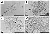 Immunostaining of CMG cells with anti–sarcomeric myosin antibody at 1 week