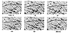 A series of photographs representing one contraction of beating CMG myotube