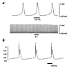 Representative tracing of the action potential of CMG myotubes. Action pote