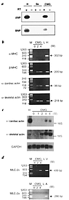 Expression of cardiomyocyte-specific genes in and phenotype analysis of CMG