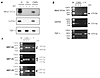 RT-PCR analysis of cardiomyocyte-specific transcription factors. (a) Revers