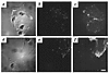 Binding of fluorescent Ad vectors by CAR-sufficient primary fibroblasts. Ad