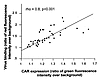 Correlation of binding of fluorescent Ad vectors with CAR expression. Fibro