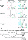 (a) Sequences of the TAP1 gene of KMW, the mother (UTT), and a healthy cont