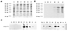 Bacterial expression and immunoblot analysis of recombinant Ara h 3. (a) 10