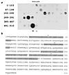 Multiple IgE-binding regions identified on the Ara h 3 allergen. (a) The Ar