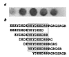 Identification of a core IgE-binding epitope on the Ara h 3 allergen. (a) D