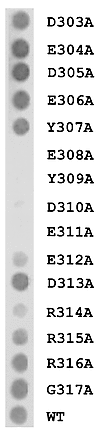 Ara h 3 epitopes can be mutated to non–IgE-binding peptides. Epitope 4 was