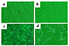 Effect of growth factor deprivation on cell confluency. p27+/+ (a) and p27–