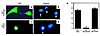 Effect of reconstituting p27 on apoptosis in p27–/– mesangial cells. Transf