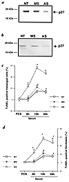 (a and b) Western blot analysis for p27. Transfecting rat mesangial cells (