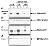 CDK2 activity and protein levels. Total cell protein was immunoprecipitated