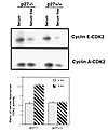 Cyclin E–CDK2 and cyclin A–CDK2 activity in p27–/– and p27+/+ mesangial cel