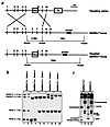 Targeted disruption of the GalNAcT locus and generation of Hexb–/–GalNAcT–/