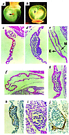 (a and b) An E9.5 FVII+/–/TFPIδ/δ embryo (a) surrounded by its yolk sac. Th