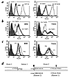 BRE and TND-3 cell lines are TAP1 deficient. (a) Cells were labeled with th