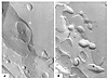 Freeze-fracture electron micrographs of the P-face plasma membranes of TDLH