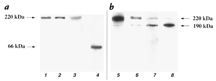 Western blot analysis of 90.45 and FN antibody binding to plasma FN and ...