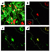 Confocal series for WGA, 90.45, 7E5, and monoclonal FN antibodies on nonper