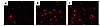 Confocal microscopy of HAEC stained for HUTS-21. HAEC were either untreated