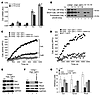 Cytosolic CatL activity regulates actin cytoskeleton in Cd2ap–/– cells.