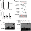 Dendrin is a transcription factor of CatL.